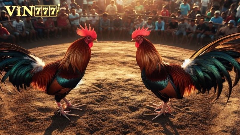 Đấu trường đá gà online 